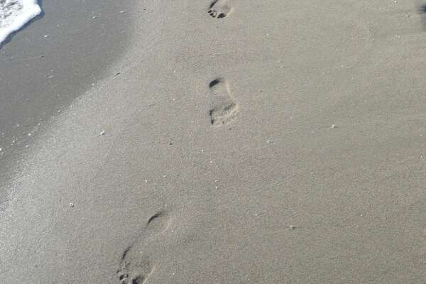 chiropractor taree feet